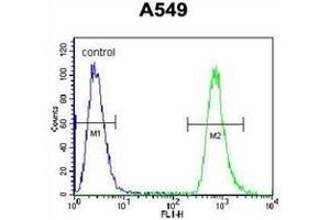 Flow cytometric analysis of A549 cells using NEU2 Antibody (N-term) Cat. (NEU2 antibody  (N-Term))