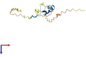 Protein ripply3 (RIPPLY3) (AA 1-152) protein (His tag)