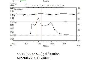 Size-exclusion chromatography-High Pressure Liquid Chromatography (SEC-HPLC) image for gamma Glutamyltransferase 1 (GGT1) (AA 27-569) protein (His tag) (ABIN3092760) (GGT1 Protein (AA 27-569) (His tag))