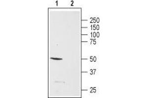 Western blot analysis of rat brain membrane: - 1. (NPY5R antibody  (3rd Intracellular Loop))