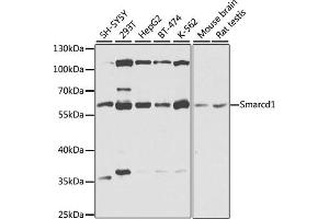 Western blot analysis of extracts of various cell lines, using Smarcd1 antibody (ABIN6132669, ABIN6137420, ABIN6137421 and ABIN6225284) at 1:1000 dilution. (SMARCD1 antibody  (AA 1-120))