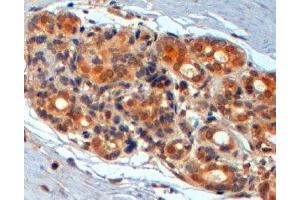 ABIN2560784 (2µg/ml) staining of paraffin embedded Human Breast. (WNT3 antibody  (Internal Region))