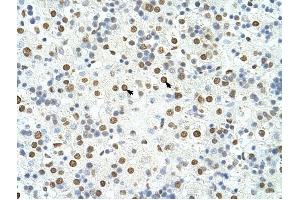 HNRPA3 antibody was used for immunohistochemistry at a concentration of 4-8 ug/ml to stain Hepatocytes (arrows) in Human Liver. (HNRNPA3 antibody  (N-Term))