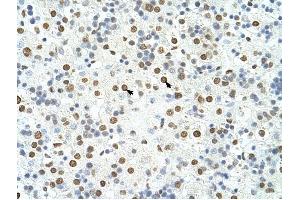 HNRPA3 antibody was used for immunohistochemistry at a concentration of 4-8 ug/ml to stain Hepatocytes (arrows) in Human Liver. (HNRNPA3 antibody  (N-Term))