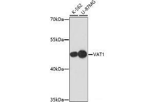 Western blot analysis of extracts of various cell lines using VAT1 Polyclonal Antibody at dilution of 1:1000. (VAT1 antibody)