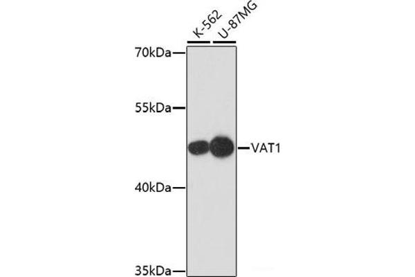VAT1 抗体