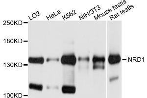 Western blot analysis of extracts of various cell lines, using NRD1 antibody. (NRD1 antibody)
