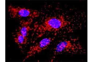 Proximity Ligation Analysis of protein-protein interactions between CALR and APP. (Calreticulin antibody  (AA 1-417))