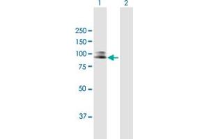 Western Blot analysis of SILV expression in transfected 293T cell line by SILV MaxPab polyclonal antibody. (Melanoma gp100 antibody  (AA 1-661))