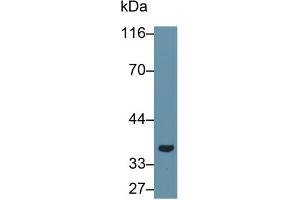 Detection of GAL8 in Porcine Stomach lysate using Polyclonal Antibody to Galectin 8 (GAL8) (LGALS8 antibody  (AA 1-317))