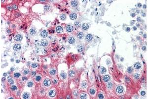 Anti-SLMAP antibody IHC staining of human testis. (SLMAP antibody  (AA 677-785))