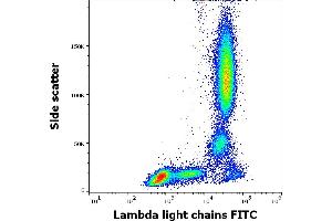Flow cytometry surface staining pattern of human peripheral whole blood stained using anti-human Lambda Light Chain (1-155-2) FITC antibody (4 μL reagent / 100 μL of peripheral whole blood).