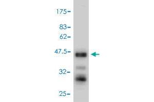 Western Blot detection against Immunogen (53. (TNFSF13 antibody  (AA 1-247))