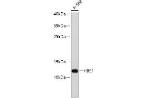 Western blot analysis of extracts of K-562 cells using HBE1 Polyclonal Antibody at dilution of 1:1000. (Hemoglobin, epsilon 1 (HBe1) antibody)