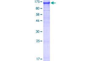 NLRP2 Protein (AA 1-1062) (GST tag)