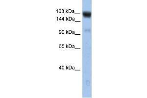 UBE4B antibody used at 1 ug/ml to detect target protein. (UBE4B antibody)