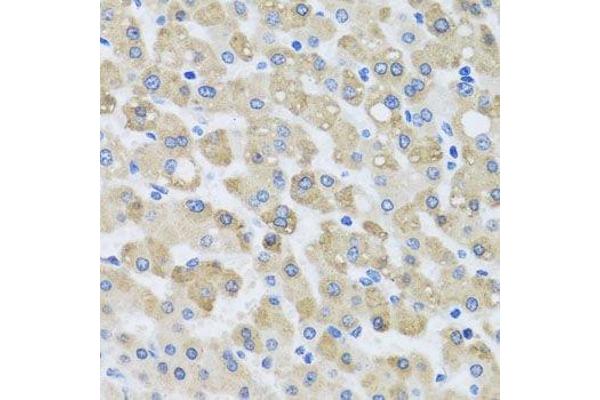 SNAP29 antibody  (AA 1-258)