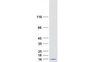 Validation with Western Blot (PYDC1 Protein (Myc-DYKDDDDK Tag))