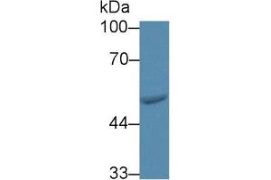 Western blot analysis of Human HeLa cell lysate, using Rat FARS2 Antibody (3 µg/ml) and HRP-conjugated Goat Anti-Rabbit antibody (