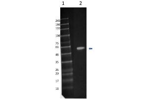 Western Blot of Rabbit Anti-MEK1 (C-term) FITC Conjugated Antibody.
