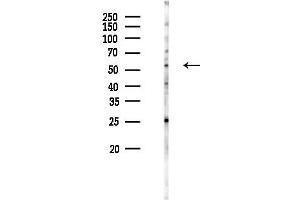 anti-Bactericidal/Permeability Increasing Protein (BPI) (Internal Region) antibody