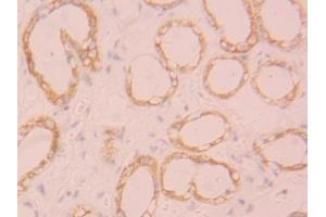 Detection of FGL1 in Human Kidney Tissue using Polyclonal Antibody to Fibrinogen Like Protein 1 (FGL1) (FGL1 antibody  (AA 23-312))