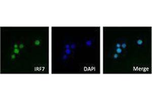 Immunofluorescence (IF) image for anti-Interferon Regulatory Factor 7 (IRF7) antibody (ABIN2666280) (IRF7 antibody)