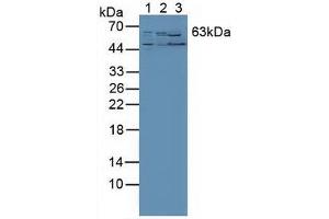 Figure. (RORA antibody  (AA 164-401))