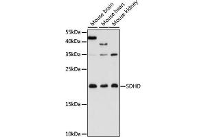 Western blot analysis of extracts of various cell lines, using SDHD antibody (ABIN7270622) at 1:3000 dilution. (SDHD antibody  (AA 50-150))