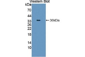 Detection of Recombinant SHC1, Human using Polyclonal Antibody to SHC-Transforming Protein 1 (SHC1) (SHC1 antibody  (AA 272-559))
