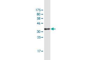 Western Blot detection against Immunogen (34. (GLIPR1 antibody  (AA 23-99))