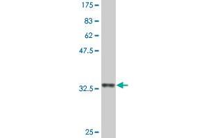 Western Blot detection against Immunogen (33. (EFHD1 antibody  (AA 168-238))