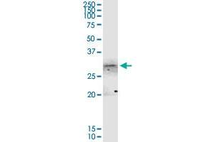 ANXA4 MaxPab rabbit polyclonal antibody. (Annexin IV antibody  (AA 1-321))