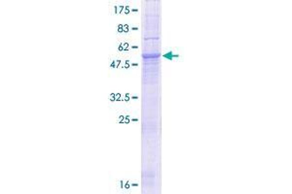 SLC25A21 Protein (AA 1-299) (GST tag)