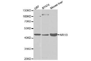 Western blot analysis of extracts of various cell lines, using NR1I3 antibody. (NR1I3 antibody  (AA 103-352))