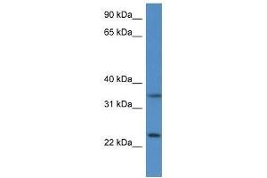 Western Blot showing Cyb5r1 antibody used at a concentration of 1.
