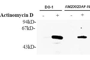 Western Blotting (WB) image for anti-Tumor Protein P53 (TP53) (AA 378-393), (pSer392) antibody (ABIN487475) (p53 antibody  (pSer392))