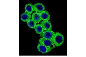 Confocal immunofluorescent analysis of DLL3 Antibody (C-term) (ABIN656327 and ABIN2845626) with 293 cell followed by Alexa Fluor 488-conjugated goat anti-rabbit lgG (green). (DLL3 antibody  (C-Term))