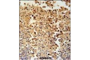 STBPL1 Antibody (Center) (ABIN651519 and ABIN2840275) immunohistochemistry analysis in formalin fixed and paraffin embedded human spleen tissue followed by peroxidase conjugation of the secondary antibody and DAB staining.