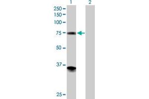 Western Blot analysis of PGM2 expression in transfected 293T cell line by PGM2 MaxPab polyclonal antibody. (Phosphoglucomutase 2 antibody  (AA 1-612))
