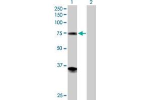 Western Blot analysis of PGM2 expression in transfected 293T cell line by PGM2 MaxPab polyclonal antibody.