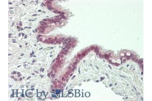 Figure. (XCL1 antibody  (AA 27-107))