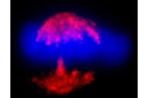 Immunofluorescence (IF) image for anti-TPX2, Microtubule-Associated, Homolog (Xenopus Laevis) (TPX2) (AA 150-200) antibody (ABIN7453385)