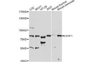 Western blot analysis of extracts of various cell lines, using ESRP1 antibody (ABIN6291656) at 1:1000 dilution.
