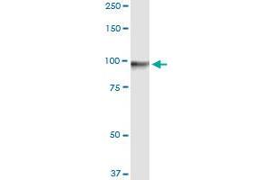 Immunoprecipitation of GTSE1 transfected lysate using anti-GTSE1 MaxPab rabbit polyclonal antibody and Protein A Magnetic Bead , and immunoblotted with GTSE1 purified MaxPab mouse polyclonal antibody (B01P) . (GTSE1 antibody  (AA 1-720))