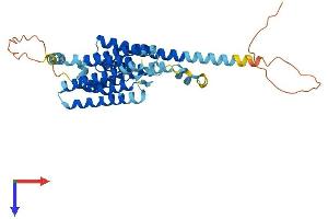 AlphaFold protein structure predicition of Human Recombinant TMEM26 Protein, UniprotID Q6ZUK4 (TMEM26 Protein (AA 1-368) (His tag))
