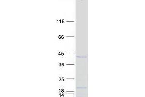 Validation with Western Blot (C1orf131 Protein (Myc-DYKDDDDK Tag))