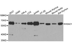 Western blot analysis of extracts of various cell lines, using HDAC1 antibody (ABIN5970068) at 1/1000 dilution. (HDAC1 antibody  (N-Term))