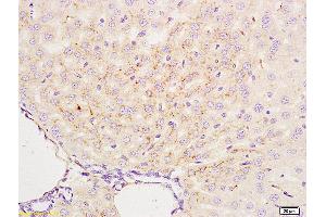Formalin-fixed and paraffin embedded mouse liver labeled with Anti-APG4B/AUTL1 Polyclonal Antibody, Unconjugated (ABIN685777) at 1:200 followed by conjugation to the secondary antibody and DAB staining. (ATG4B antibody  (AA 85-200))