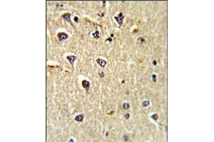 Formalin-fixed and paraffin-embedded human brain tissue reacted with CD166 Antibody (N-term), which was peroxidase-conjugated to the secondary antibody, followed by DAB staining. (CD166 antibody  (N-Term))